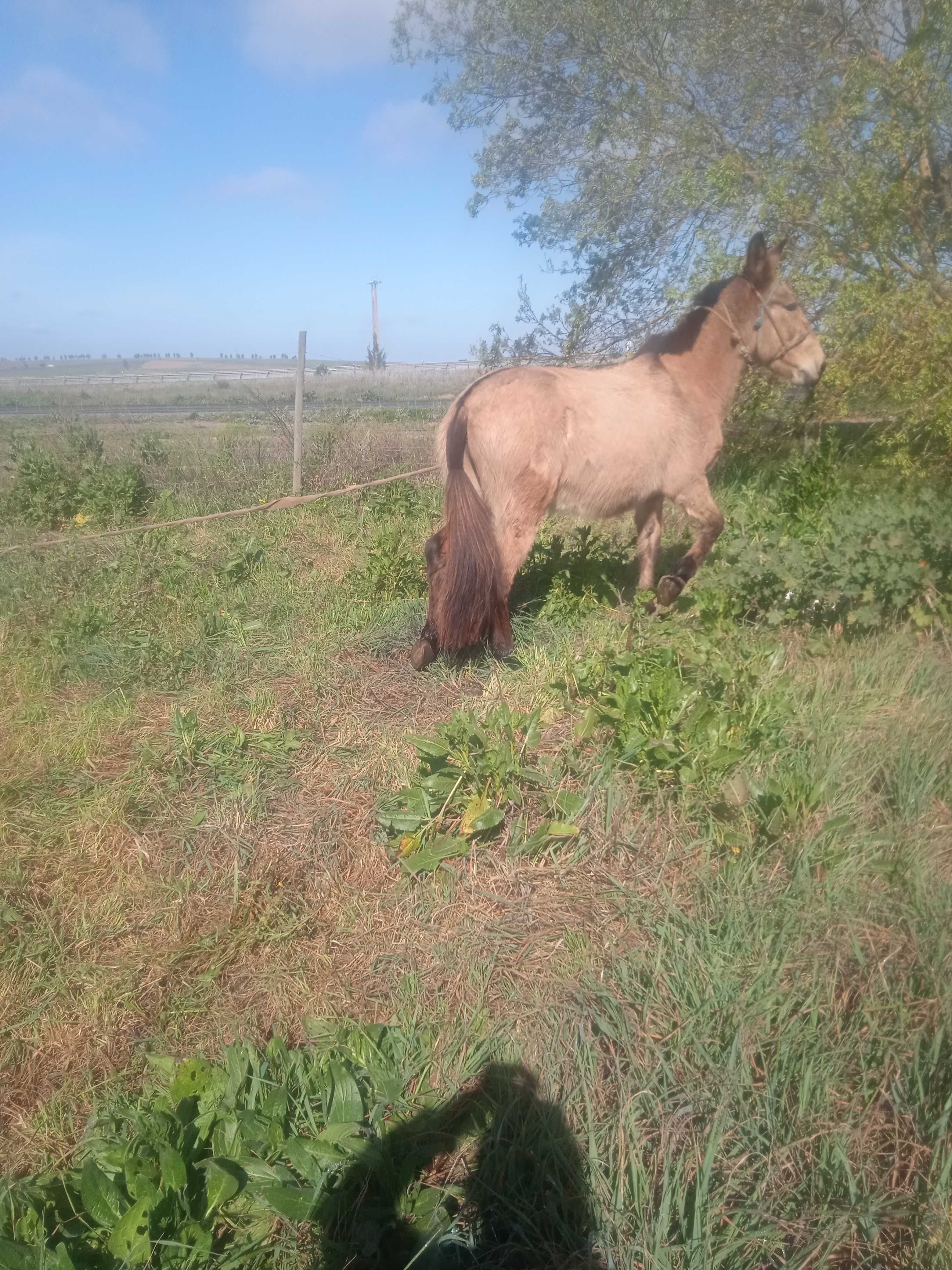 Vende_se macho bem engatado