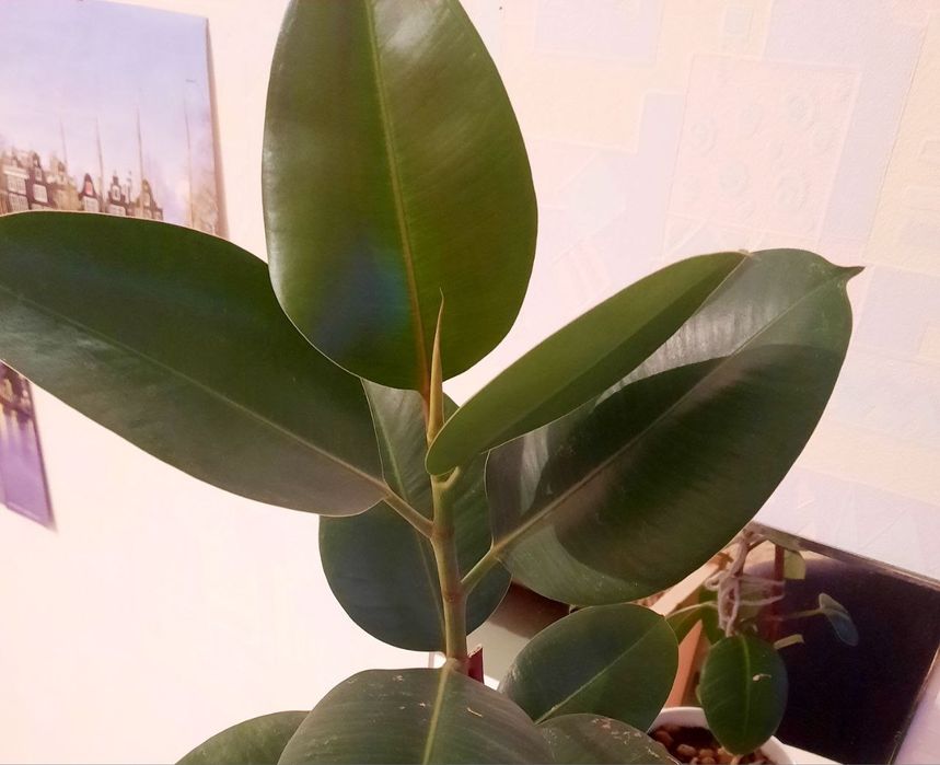 Секатор, барный, стеллаж, тележка икеа