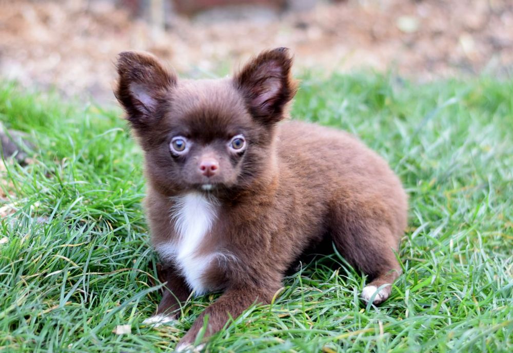 Довгошерстна дівчинка чихуахуа