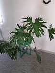 Sprzedam filodendron 100zl za sztuke