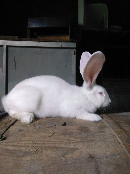 Sprzedam króliki rasy olbrzym belgijski