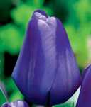 Tulipany niebieski Blue 30 cebulek za 42 zł