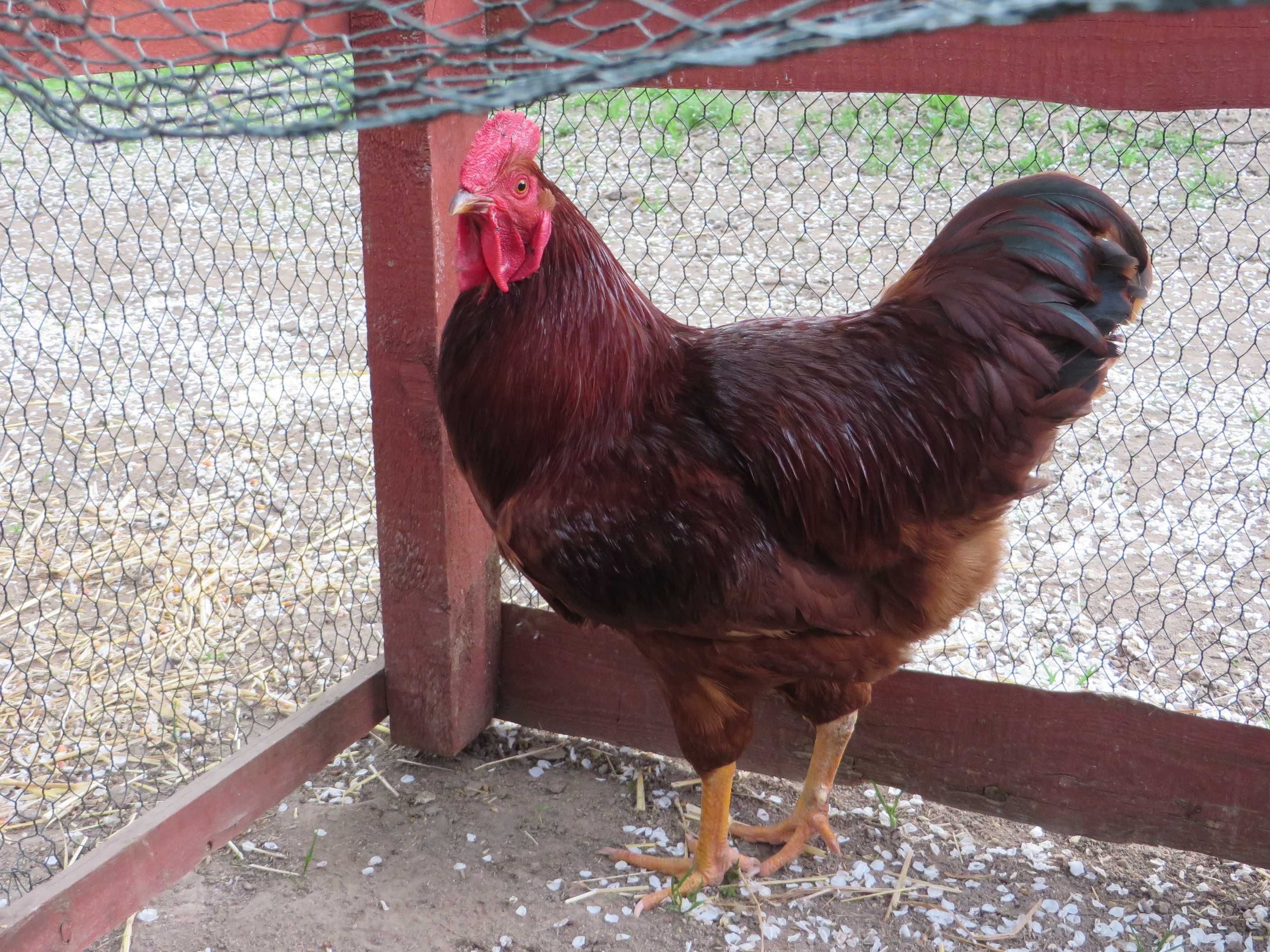 Rhode Island Red, Karmazyn, Kogut 100% rasy