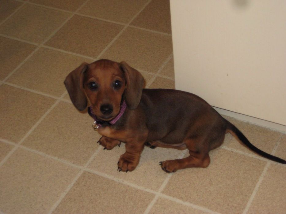 Rudy/Mahoniowy Piesek - Jamnik Krótkowłosy Miniaturowy