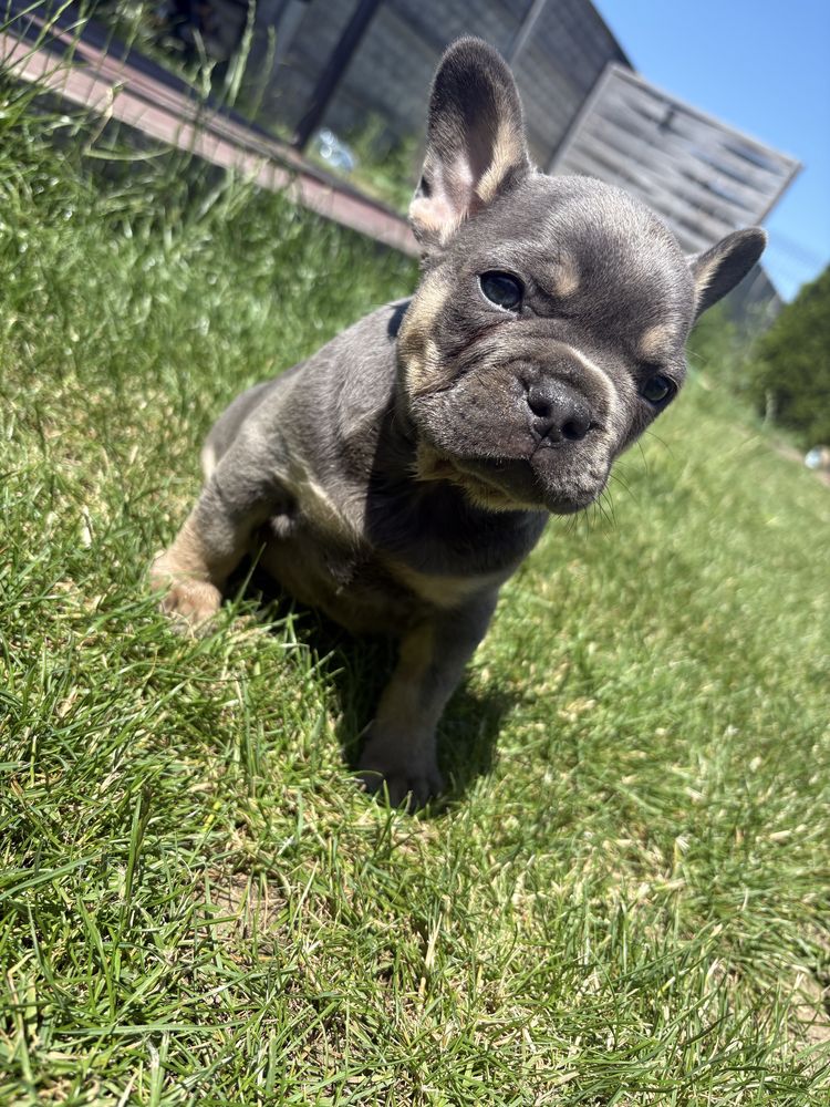 Buldog francuski BLUE TAN piesek