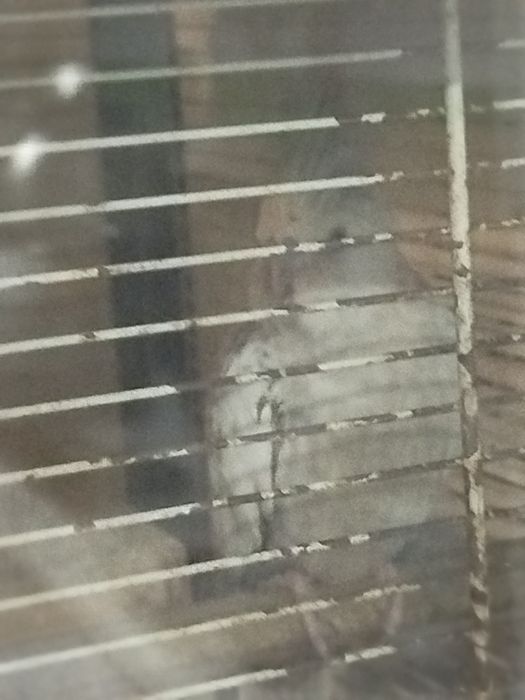 Vendo caturras reprodutoras