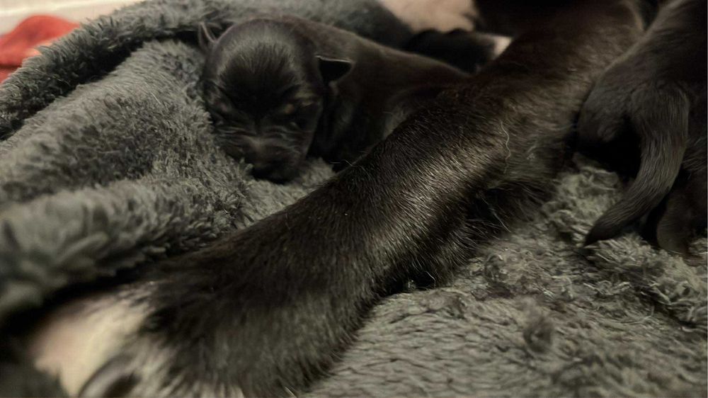 Szczeniaczki szukają domu