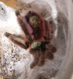 Ptasznik pająk Caribena versicolor samica 4 DC