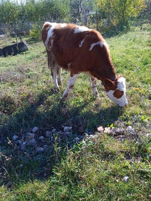 Продам телицю на тримання