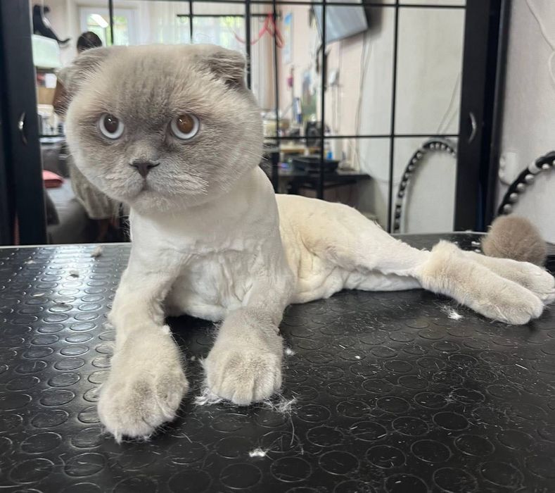 Стрижка собак так котиків,грумінг, район Виставка