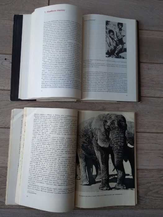 Peruwiańskie spotkania Na tropach słonia afrykańskiego