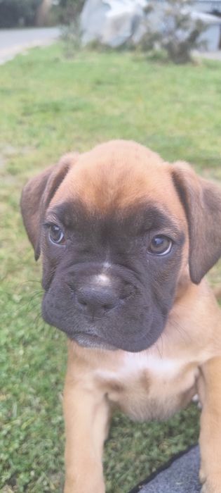 Suczka bokser szczenię