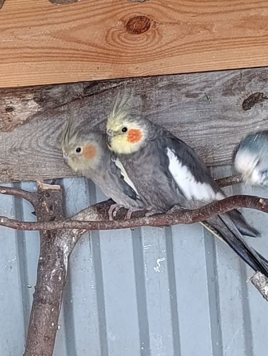 Papugi nimfy para lęgowa