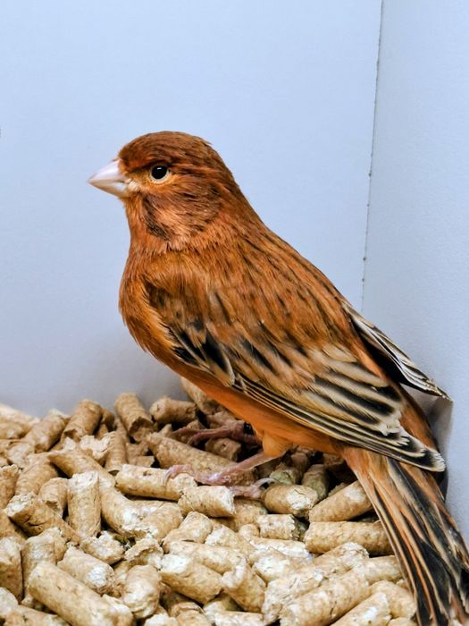 Kanarki agat czerwony