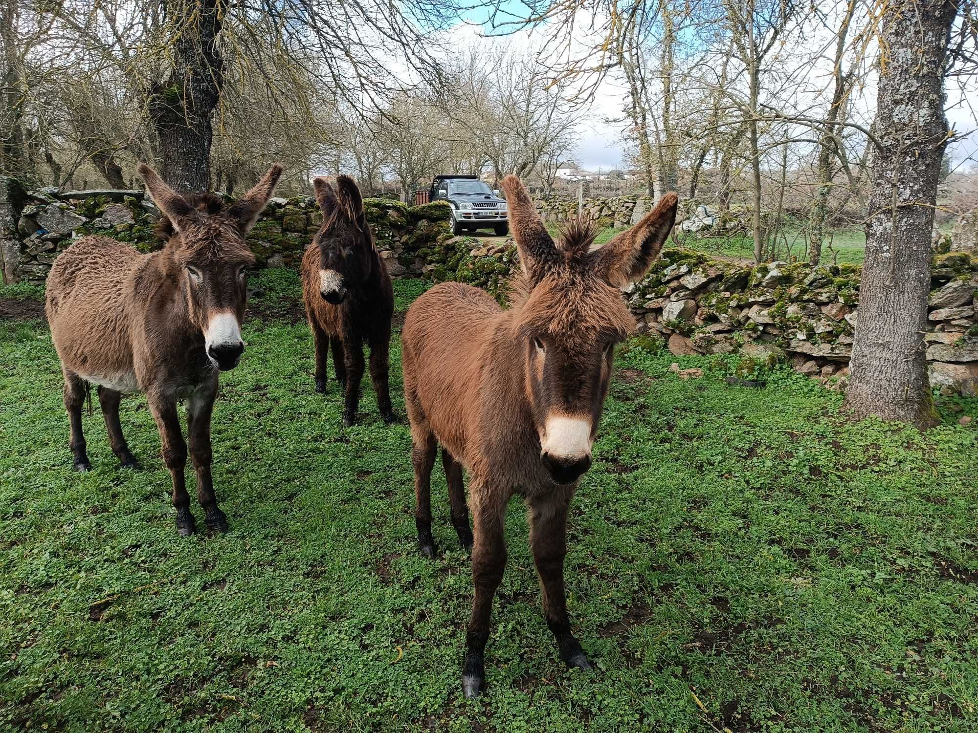 Vendo estes três burros