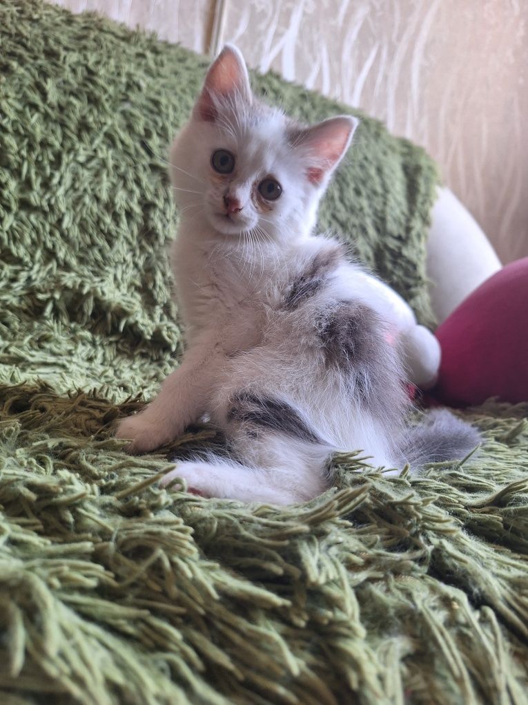 Кошенята в хороші руки