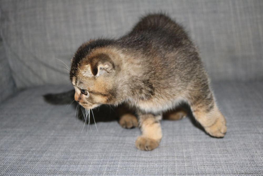 um gatinho  scottish fold golden