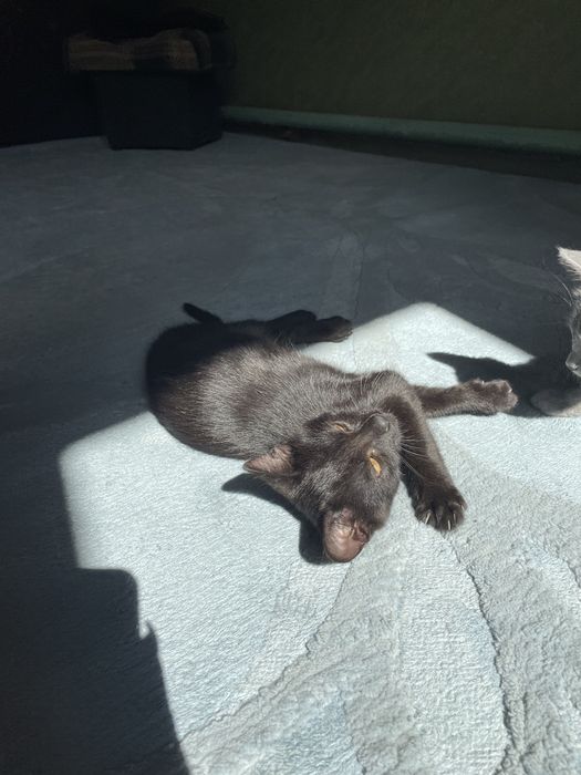 Віддам кошенят в хороші руки!