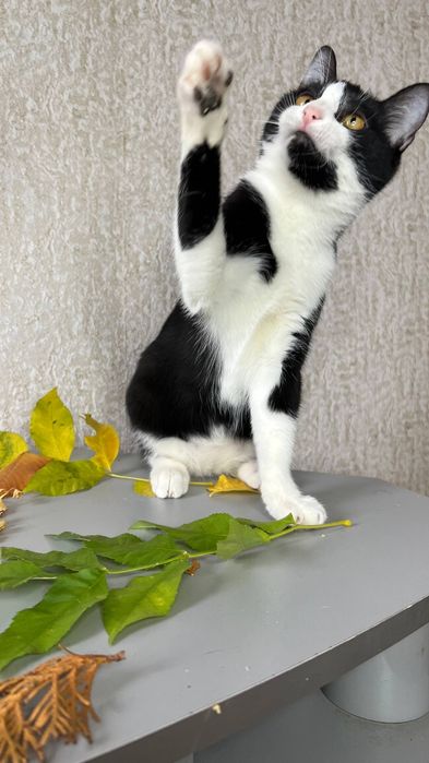 Отдаи_ кошки_ коты_ котята_ яся