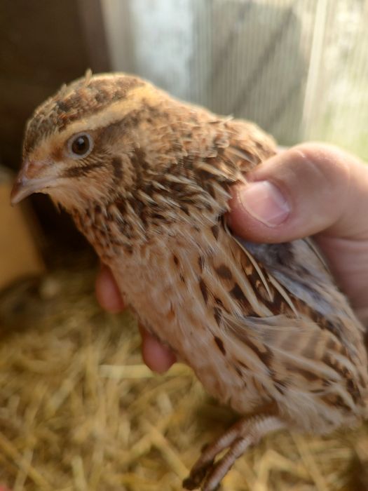 Przepiórki japońskie kurki nioski 12 sztuk