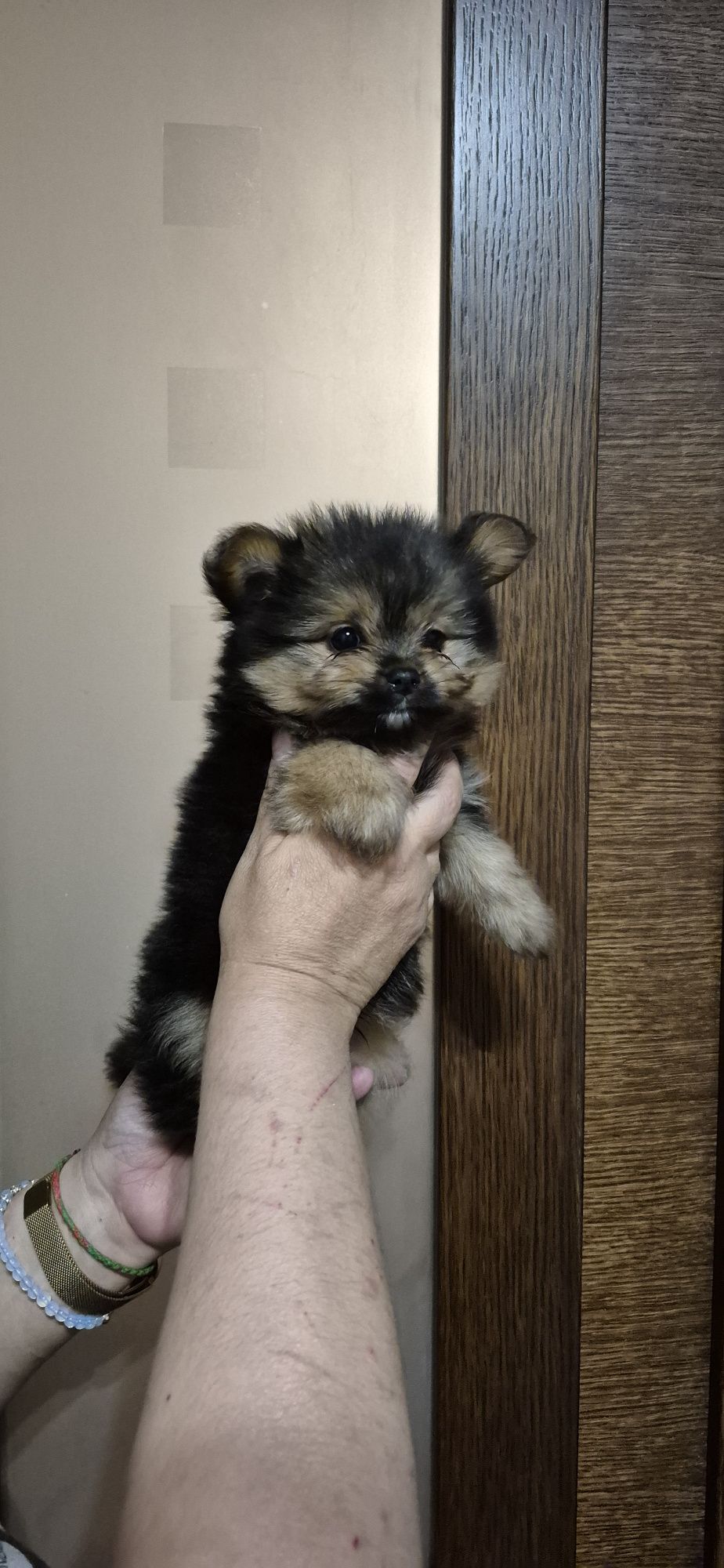 Міні хлопчик Йорк+Шпіц