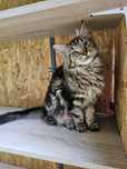Piękna kotka Maine Coon / rodowód FPL / na kolanka