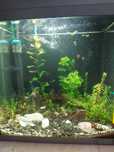 Akwarium Tetra 30l. z życiem
