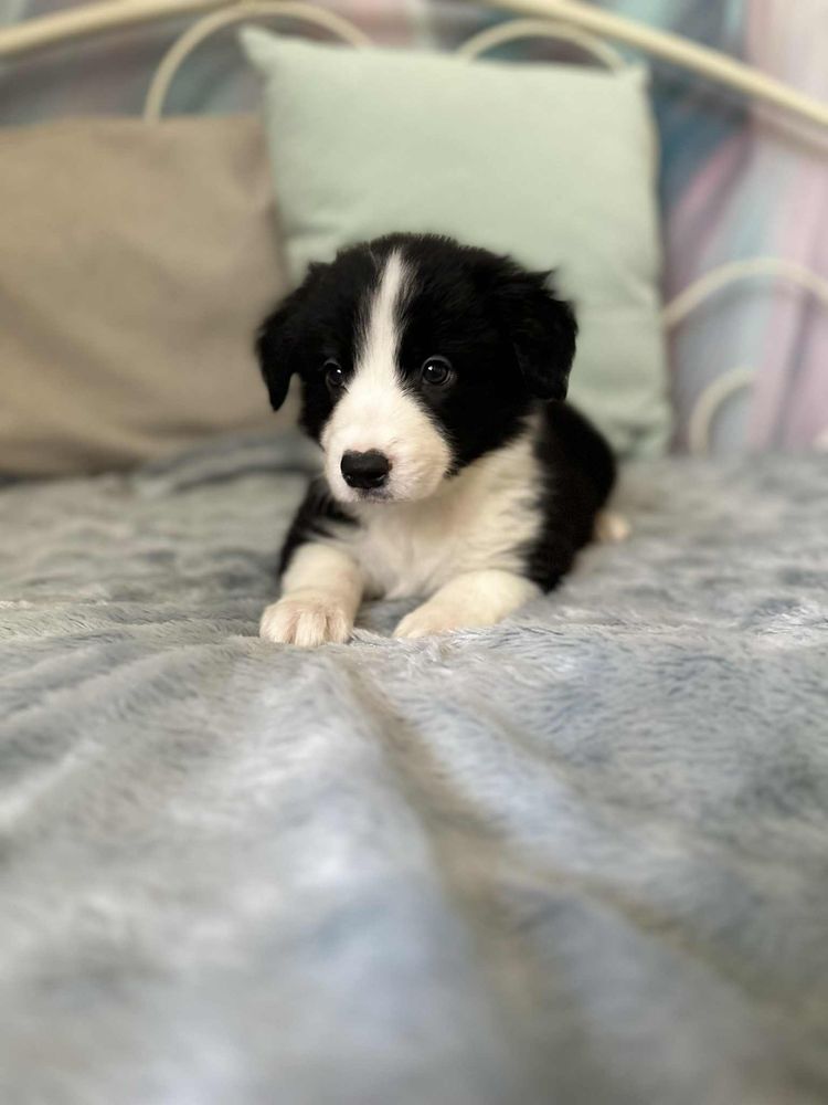 Pies rasy Border Collie
