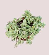 Suculentas (Crassulaceae) Planta
