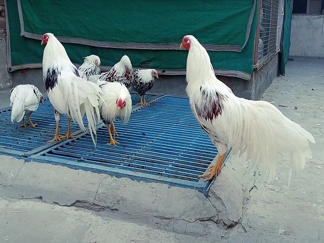 Яйце на інкубацію від породистих курей. Йокогама. Курчата.