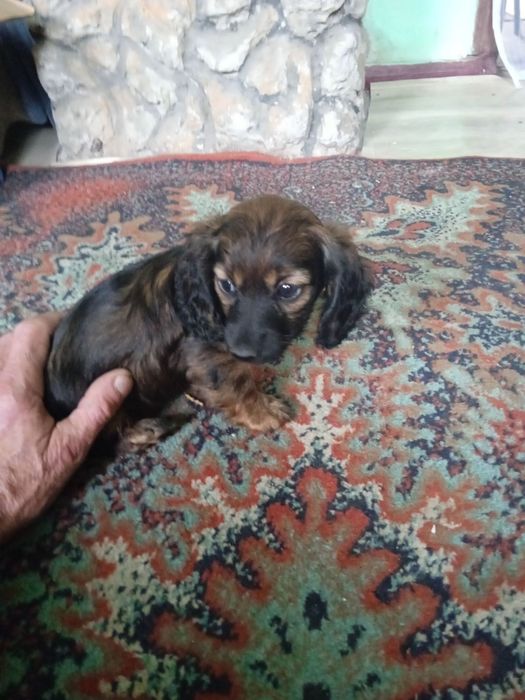 Такса девочка, 1,5 месяца