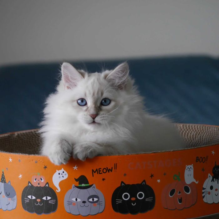 Tiger Neva Masquerade