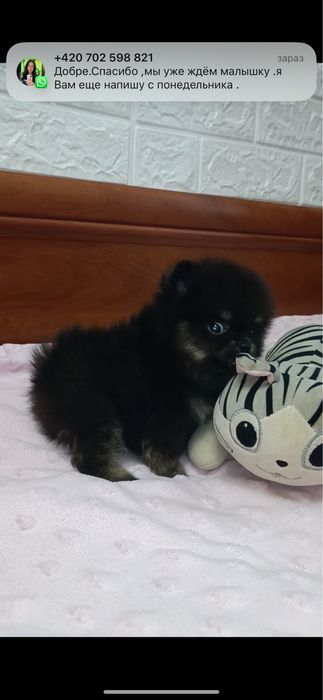 Чорно-підпалий міні хлопчик померанський шпіц
