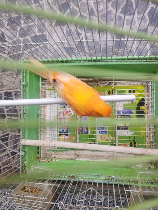 Canário macho 2025 cantor