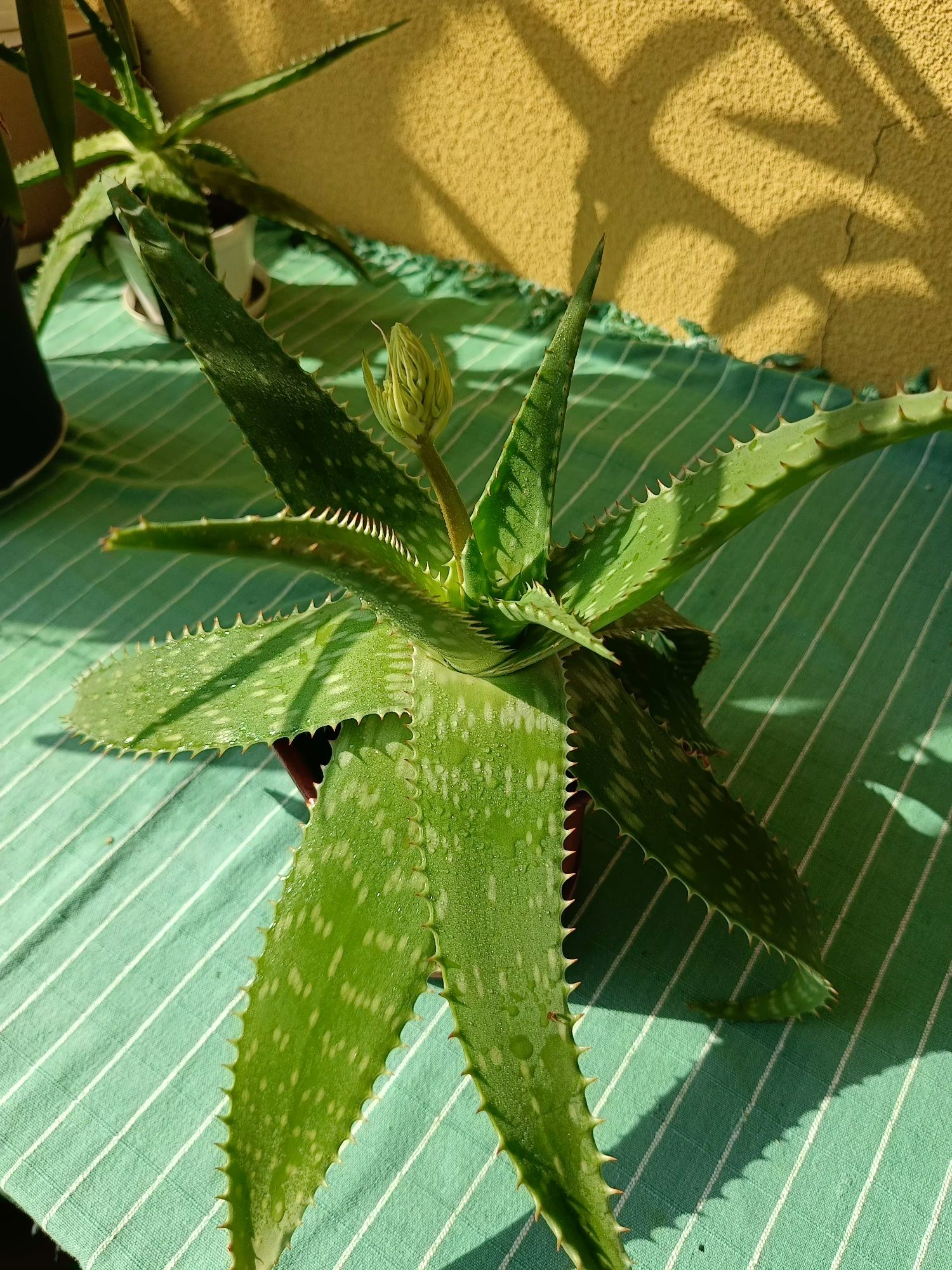 Алое мильний Aloe Saponaria , може квітнути