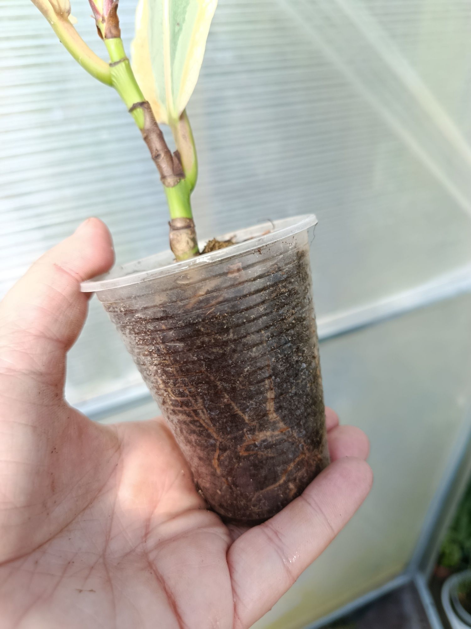 Фікус ficus lyrata variegata