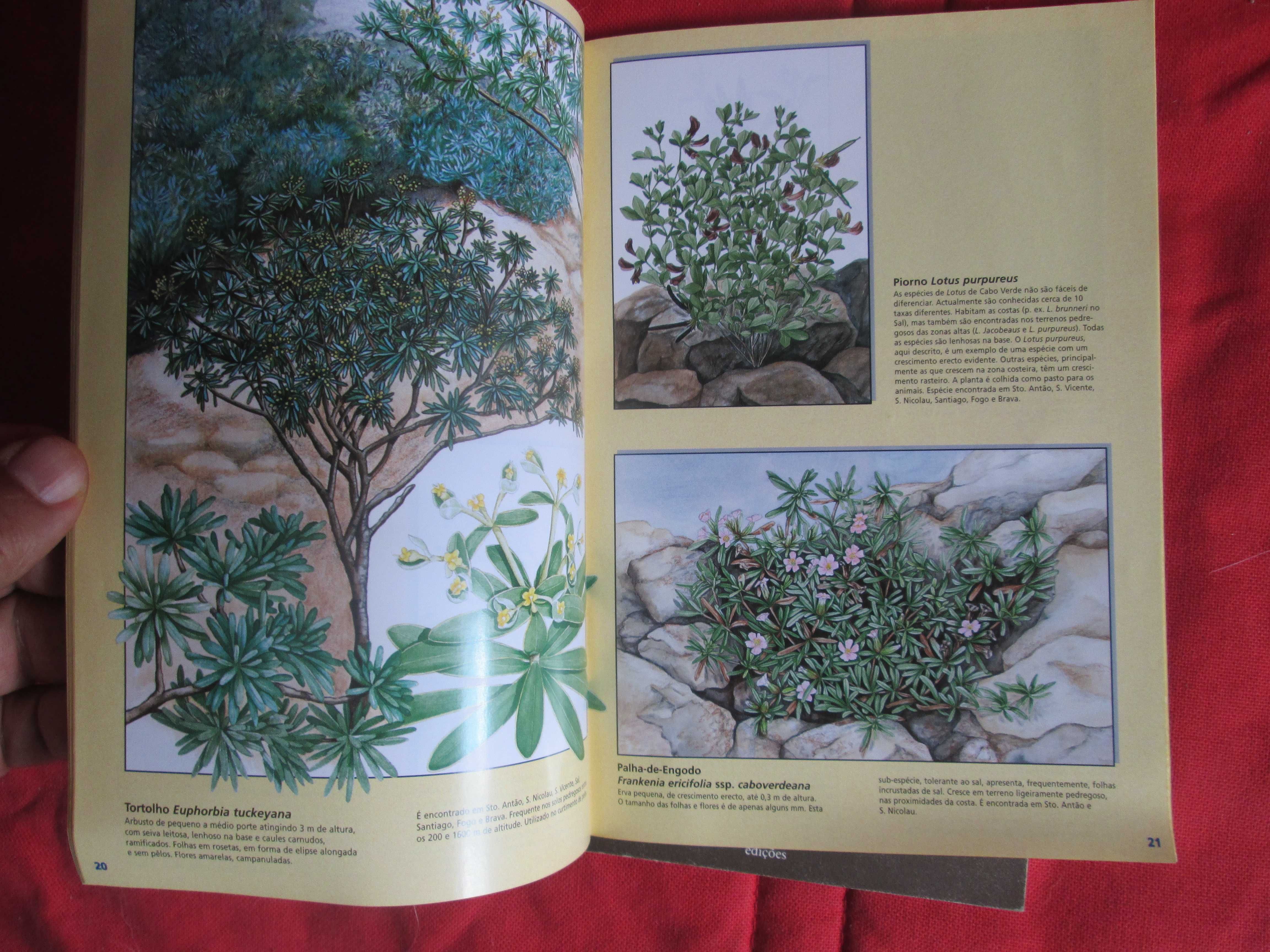 Plantas Endémicas e Árvores Indígenas de CABO VERDE