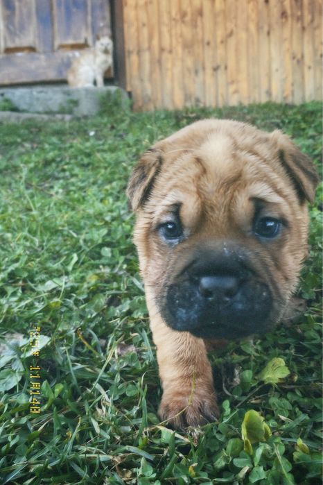 дівчинка шарпея шукає родину