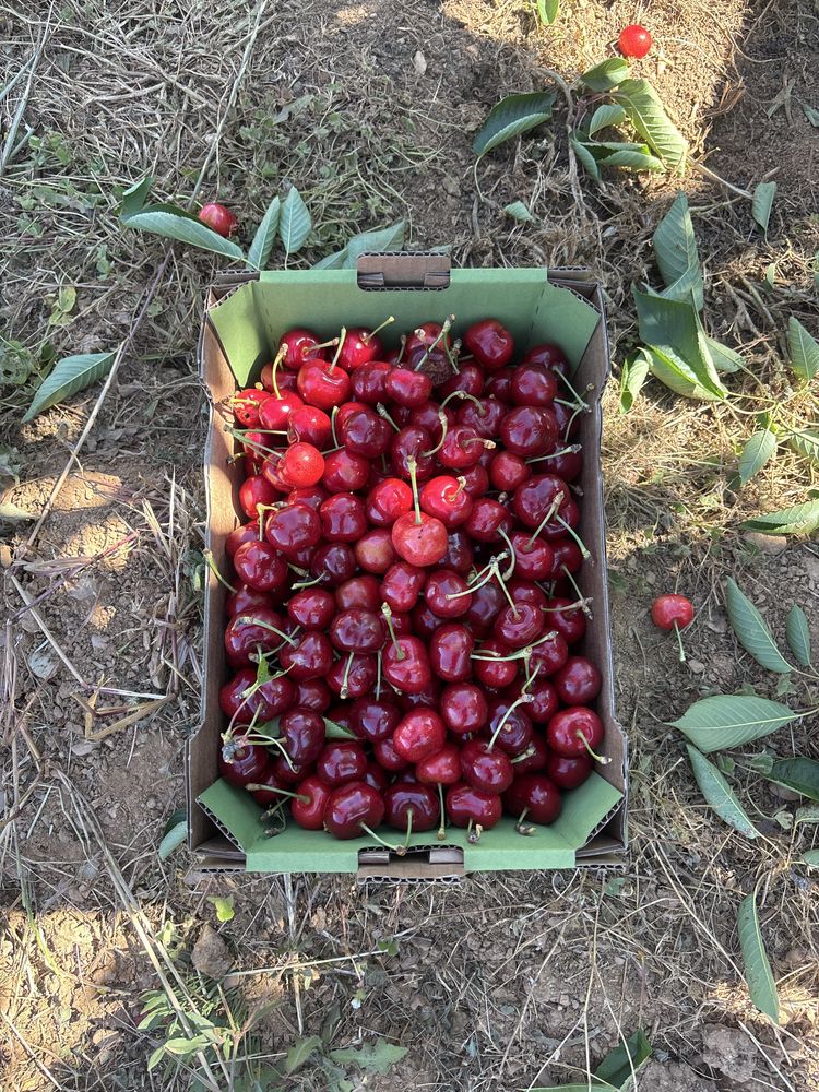 Cerejas biológicas