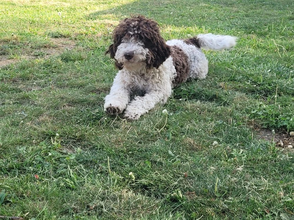 Lagotto Romagnolo FCI