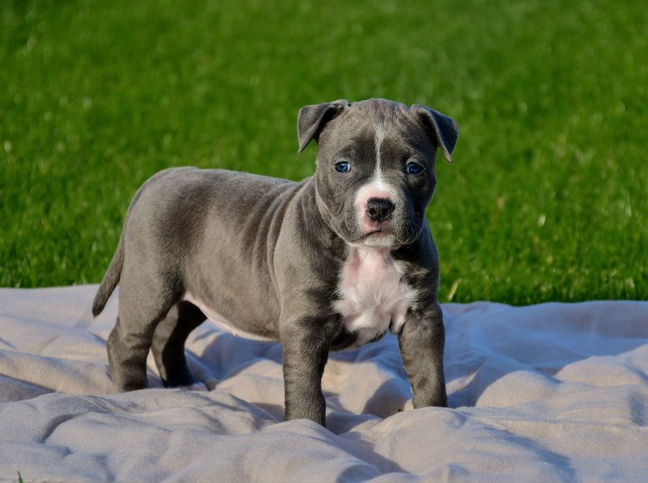 American Staffordshire Terrier FCI suczka