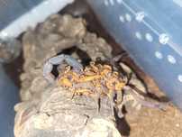 Skorpion Heteroctenus Junceus oraz Centruroides gracilis 1L