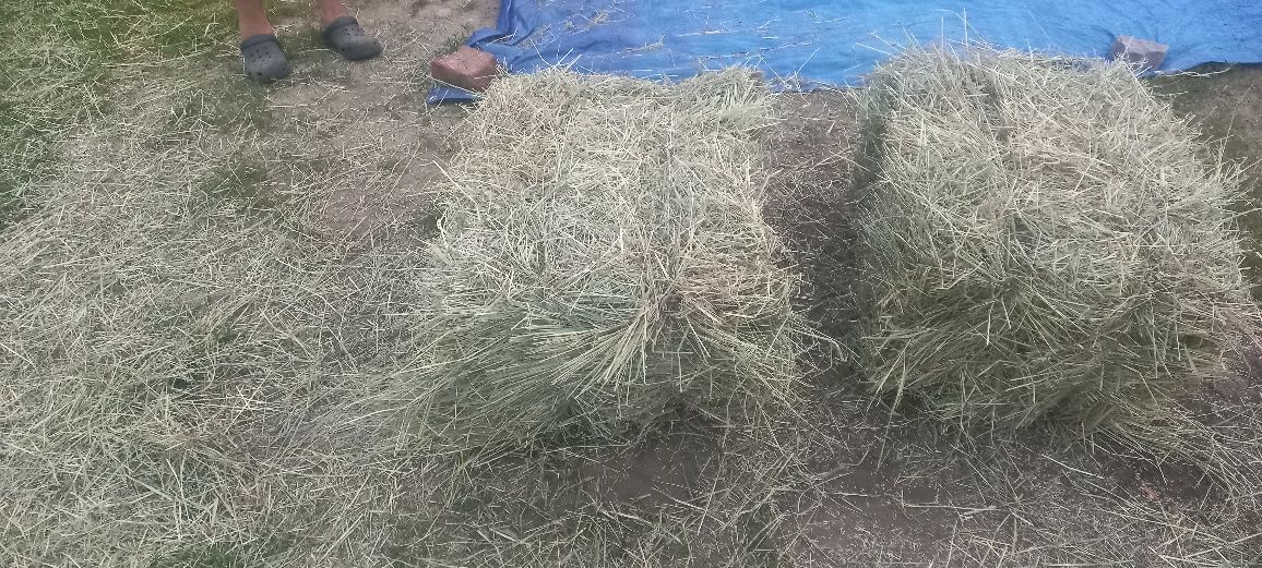 Siano ekologiczne w kostkach.