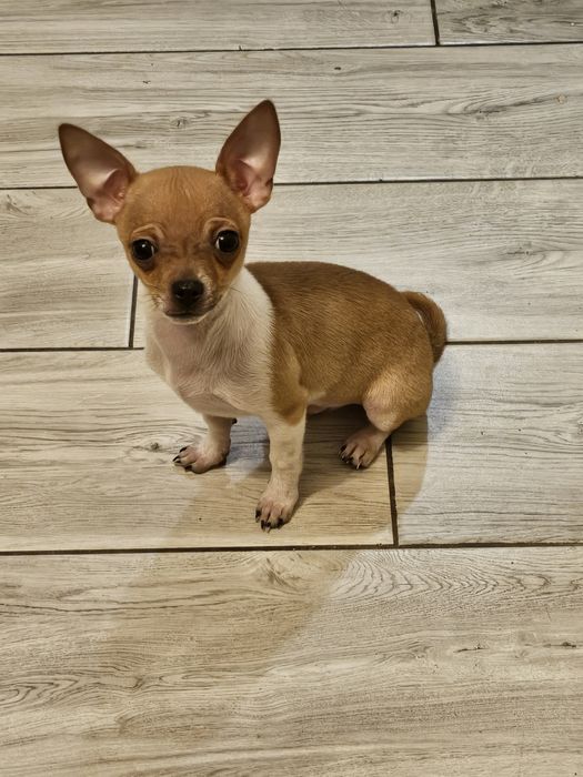 Chihuahua Piesek
