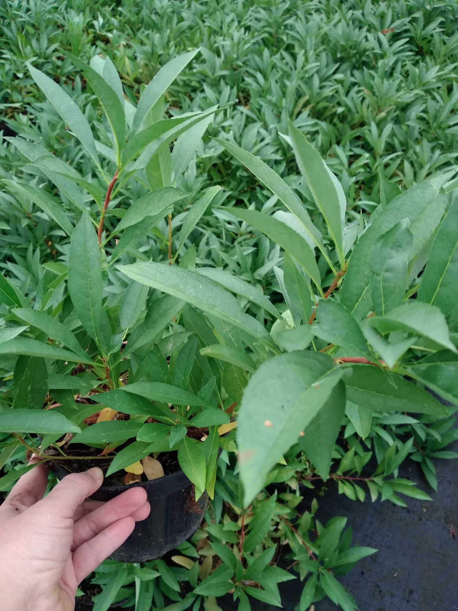 śliwa karłowa, płożąca, Prunus pumila
