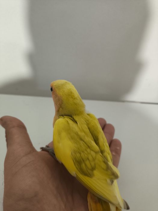 Rosicollers criados a mão