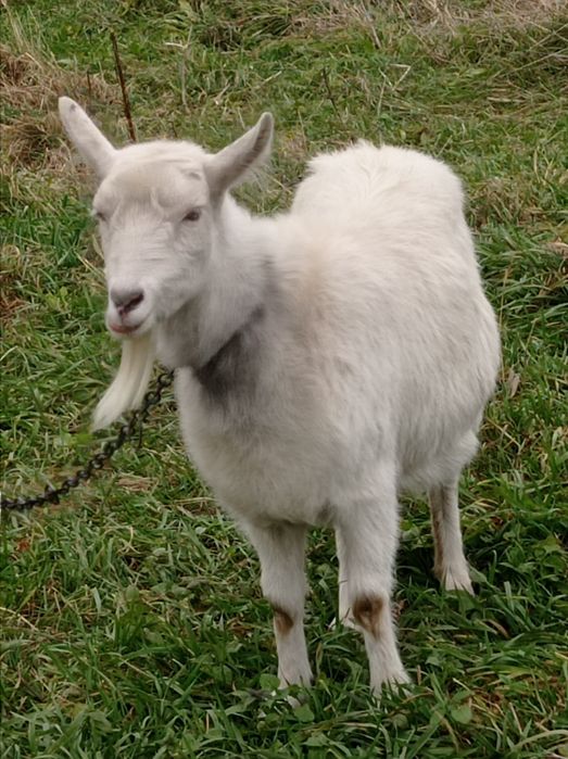 Продам дві кози в хороші руки