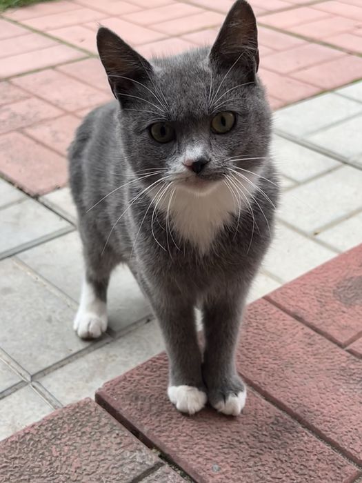 Кішка 1 рік сіра з білим в добрі руки