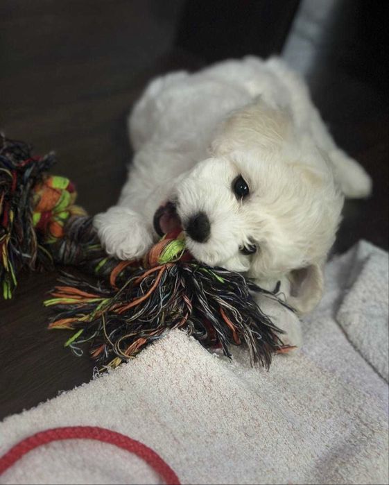 Bichon Frise FCI rodowód