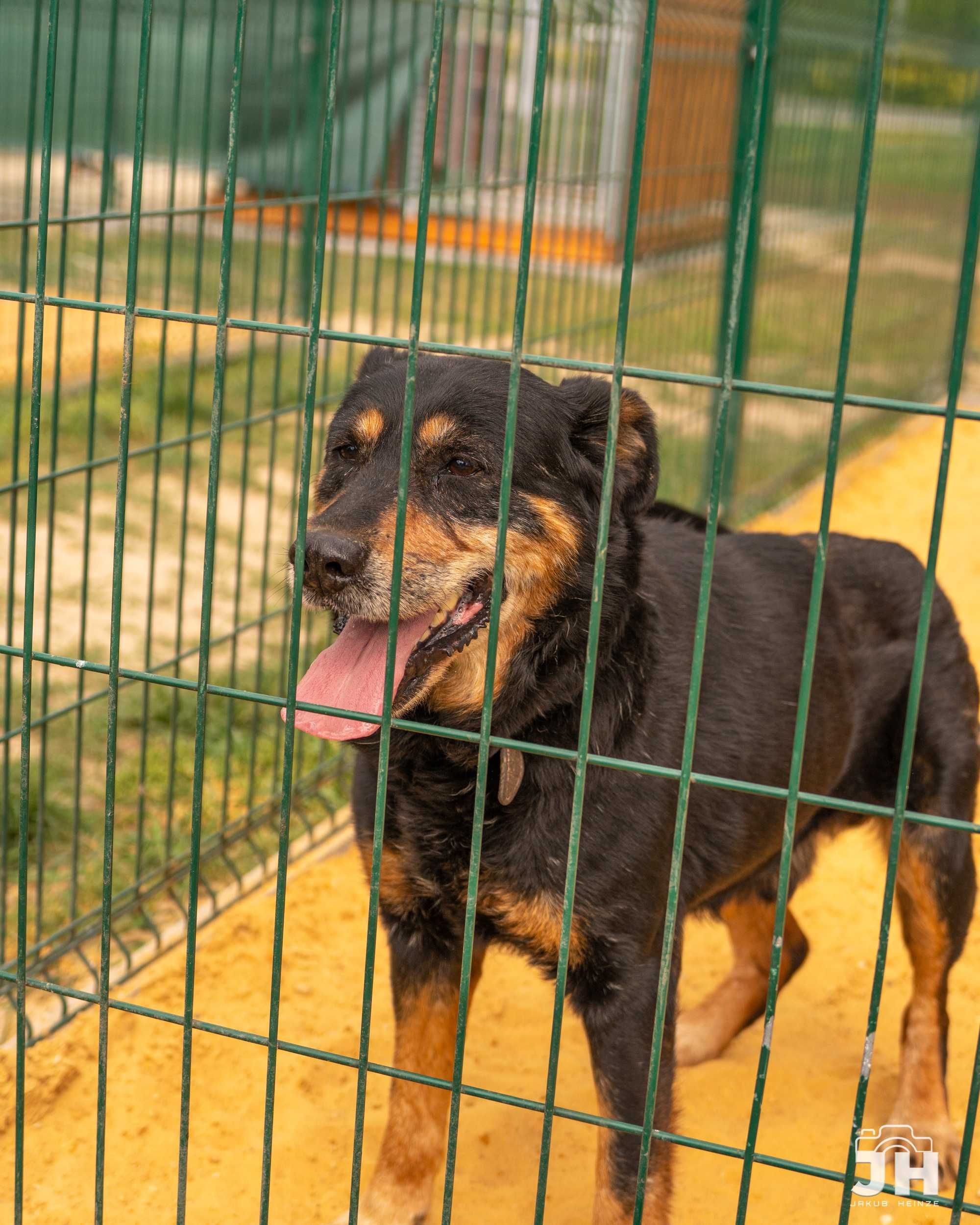 Scooby do adopcji!